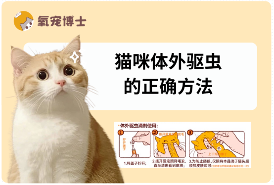 猫咪体外驱虫的正确方法