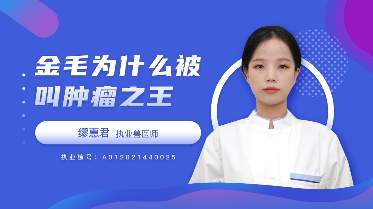 金毛为什么被叫肿瘤之王？