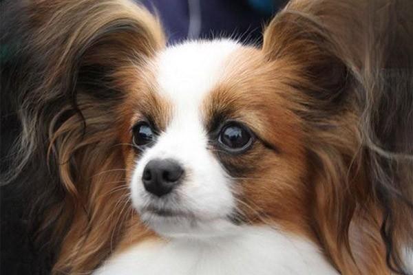 怎麼判斷幼犬狗狗是否生病