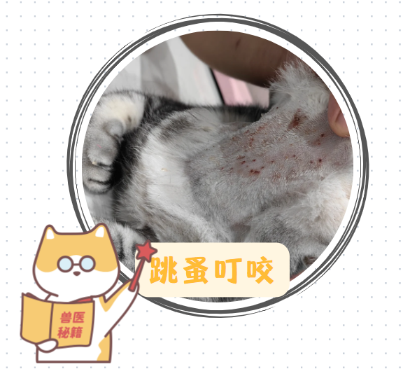 猫的皮肤病