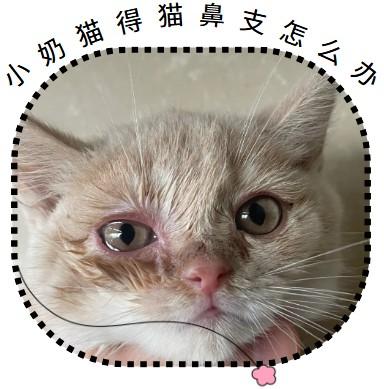 一月大的奶猫得了猫鼻支，如何应对？