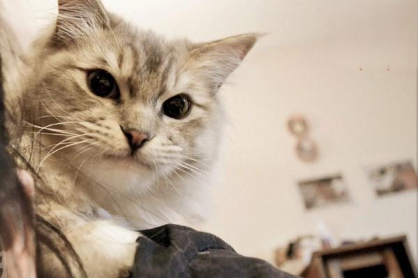 猫咪有必要用化毛膏吗？