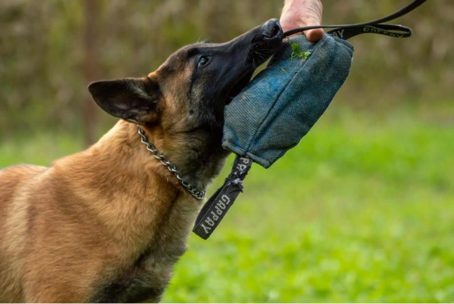 军犬和警犬有什么区别？