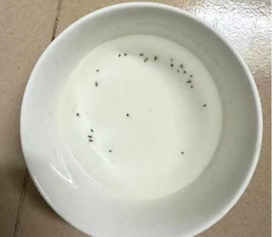 猫身上有跳蚤用什么驱虫