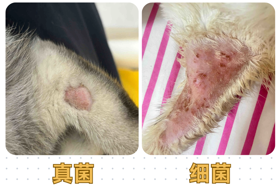 猫咪脱毛露肉但无癣