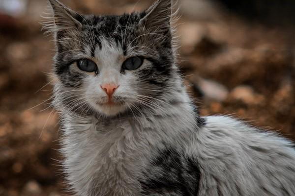 怎么区分猫是有耳螨还是耳屎