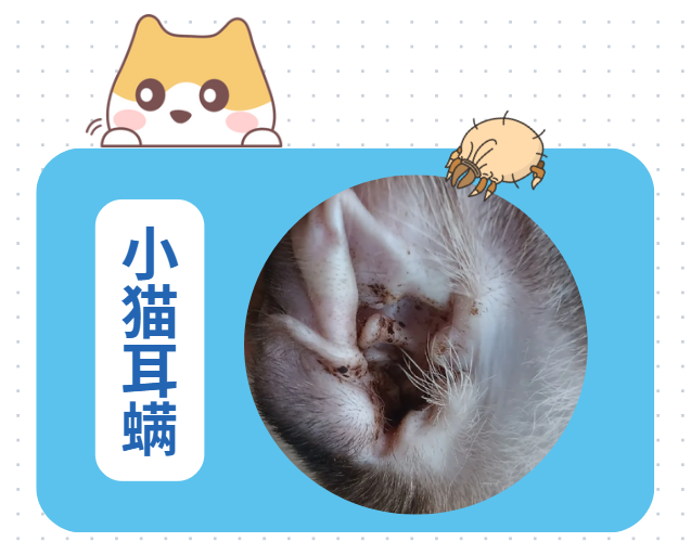 小猫耳朵里有耳螨怎么办？