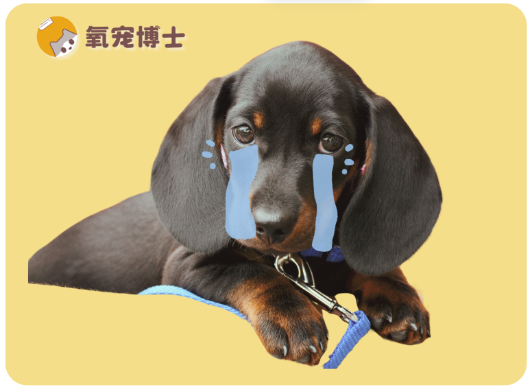 為什麼比格犬的棄養率那麼高？