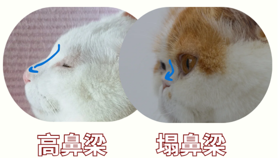 猫咪鼻泪管堵塞