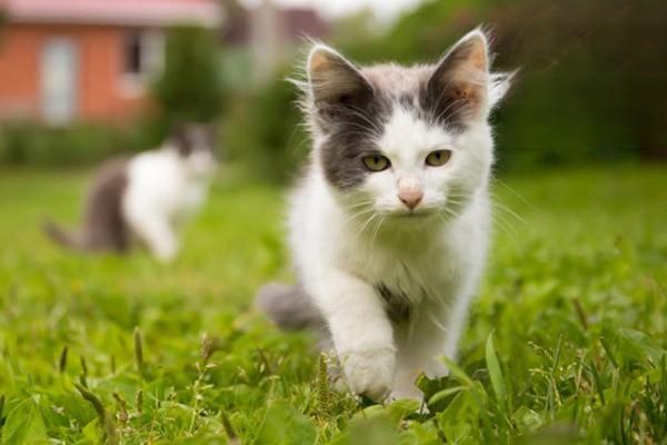 猫细菌感染，猫脓胸的深入诊断和治疗