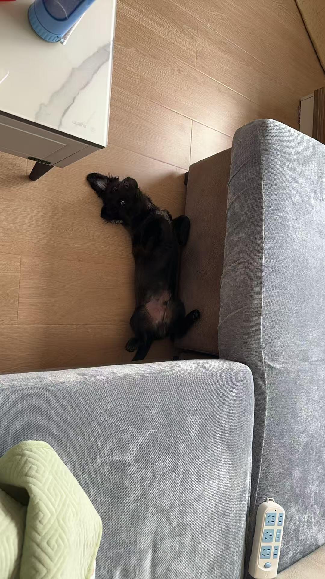 可乐