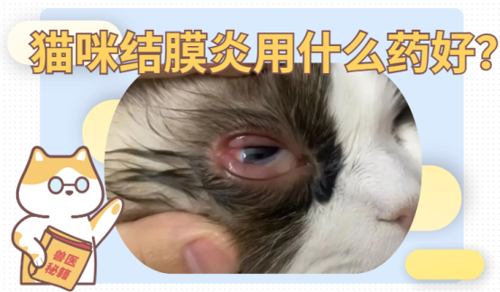 猫咪结膜炎用什么药好？新手养猫必看！