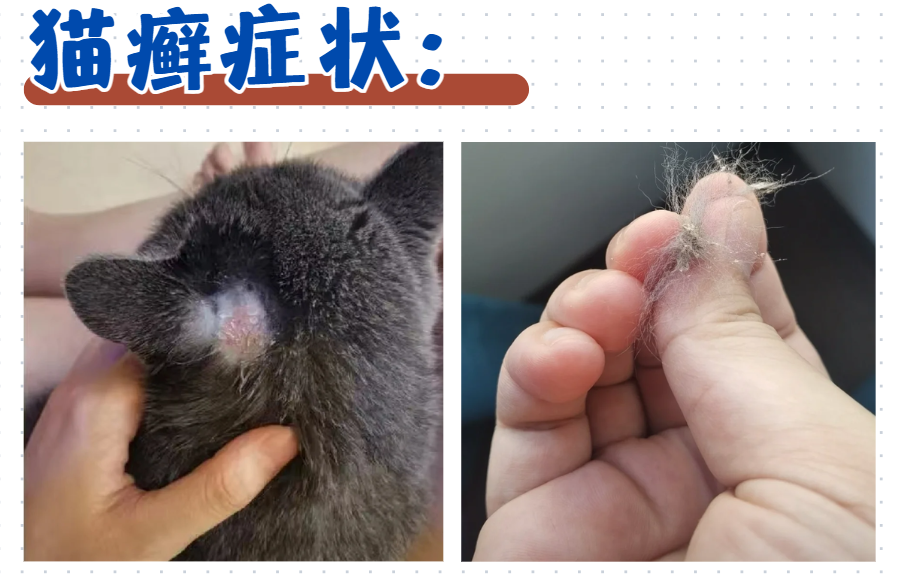 猫癣的症状