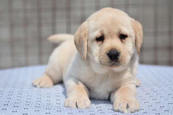 坎高犬智商怎麼樣 坎高犬多少錢一隻