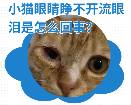 小猫眼睛睁不开流眼泪是怎么回事？