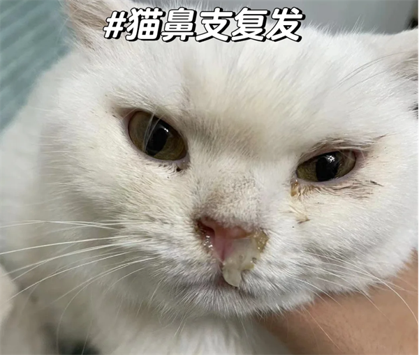 猫鼻支复发