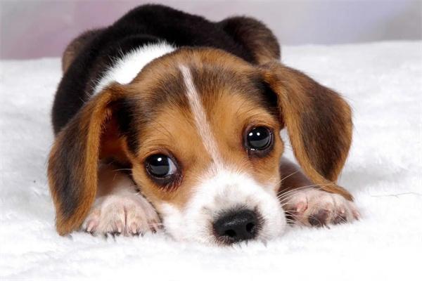 狗狗为什么抓挠床单？