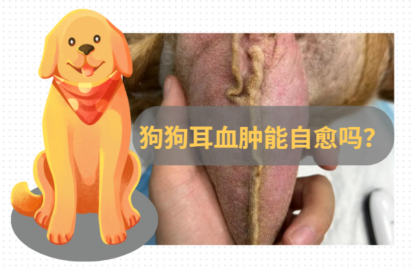 答疑：狗狗耳血肿自己能恢复吗？