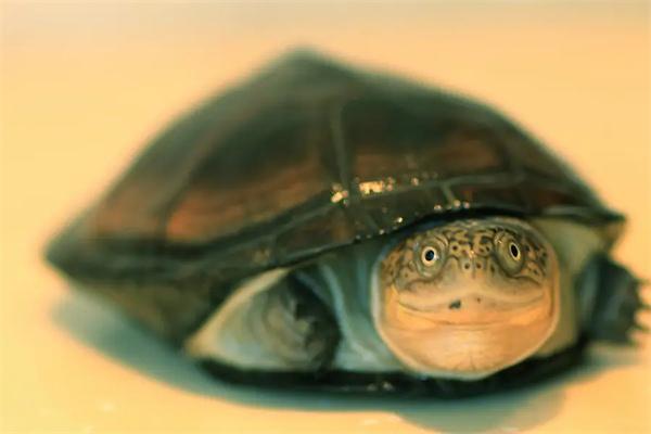 巴西龟的寿命有多长？体型能长多大？