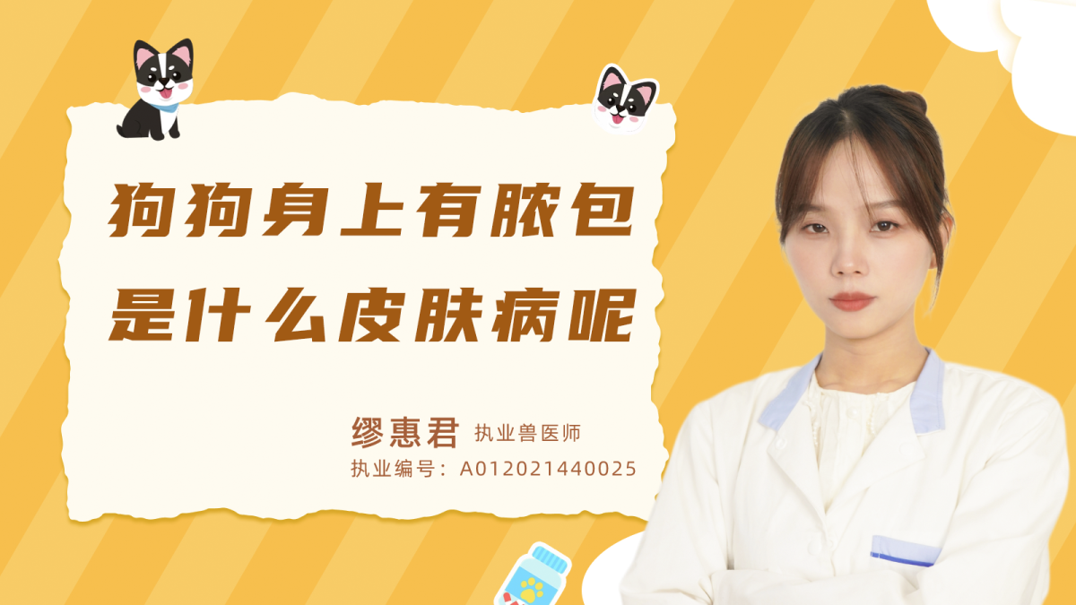 狗狗身上有脓包是什么皮肤病？