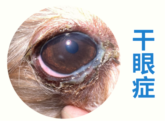 狗狗眼屎多