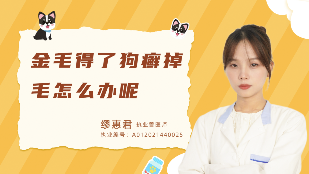 金毛得了狗癣掉毛怎么办呢？
