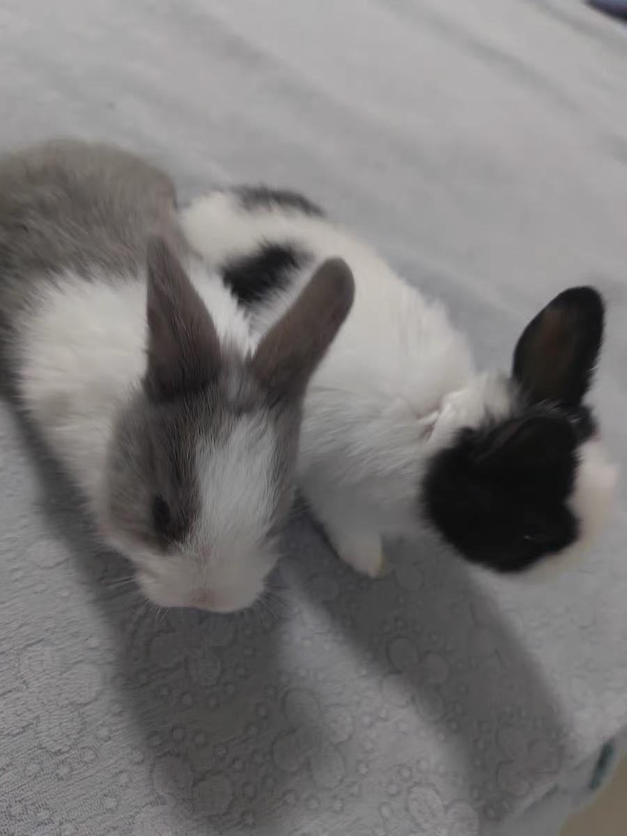 可爱的兔子🐰