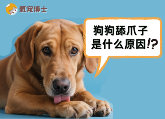 狗狗舔爪子不是在“洗脚”！背后真相大揭秘