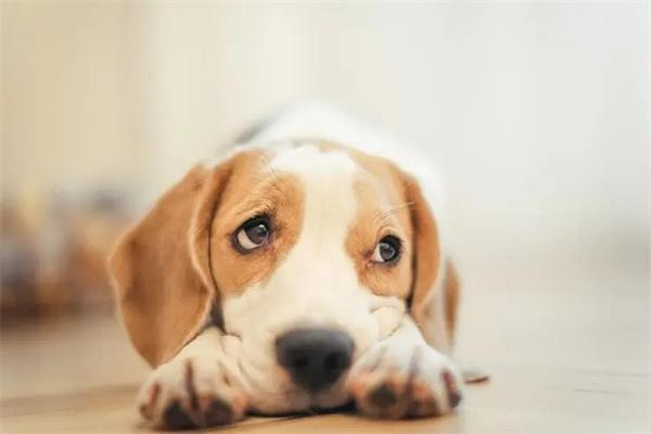 狗狗吸入性肺炎怎么治？