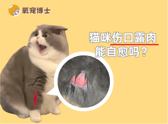 猫咪伤口露肉能自愈吗？盲目等待只会害了它！