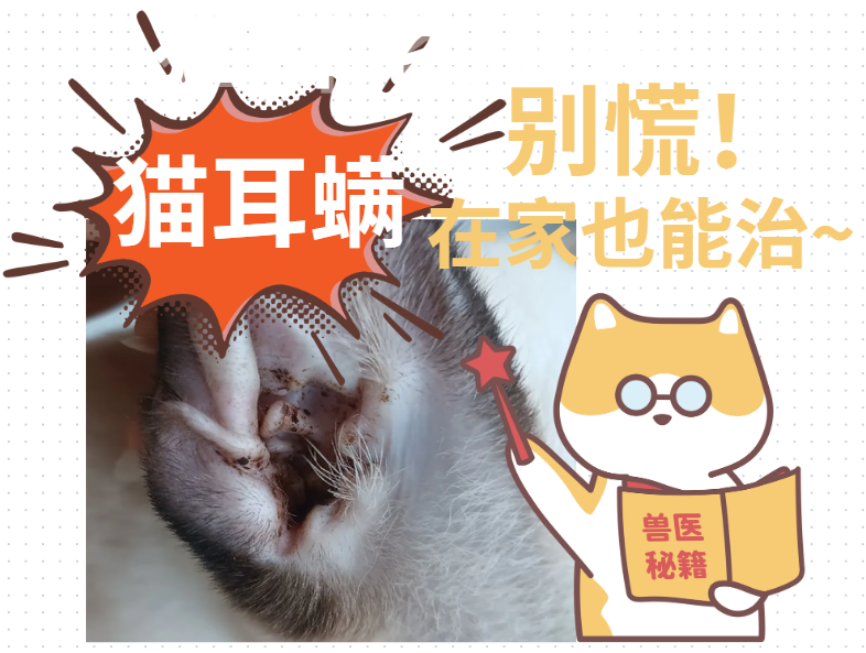 猫咪耳螨怎么治疗？简单，在家就能搞定！