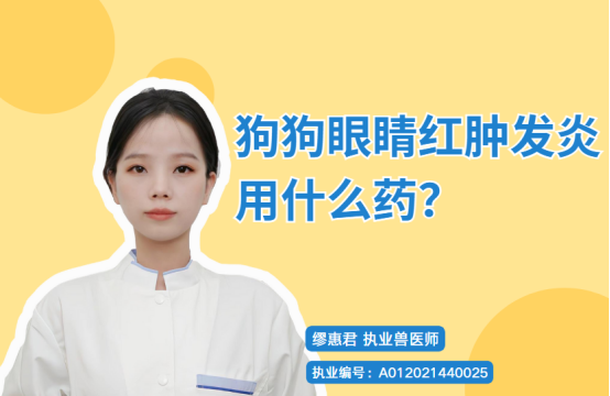 【宠医科普】狗狗眼睛红肿发炎用什么药？