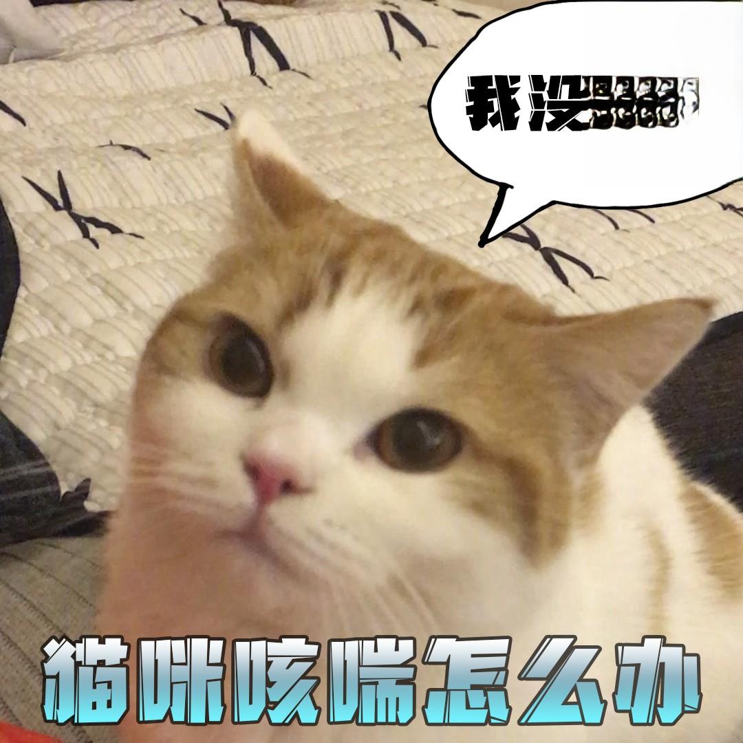 猫咪咳喘怎么办