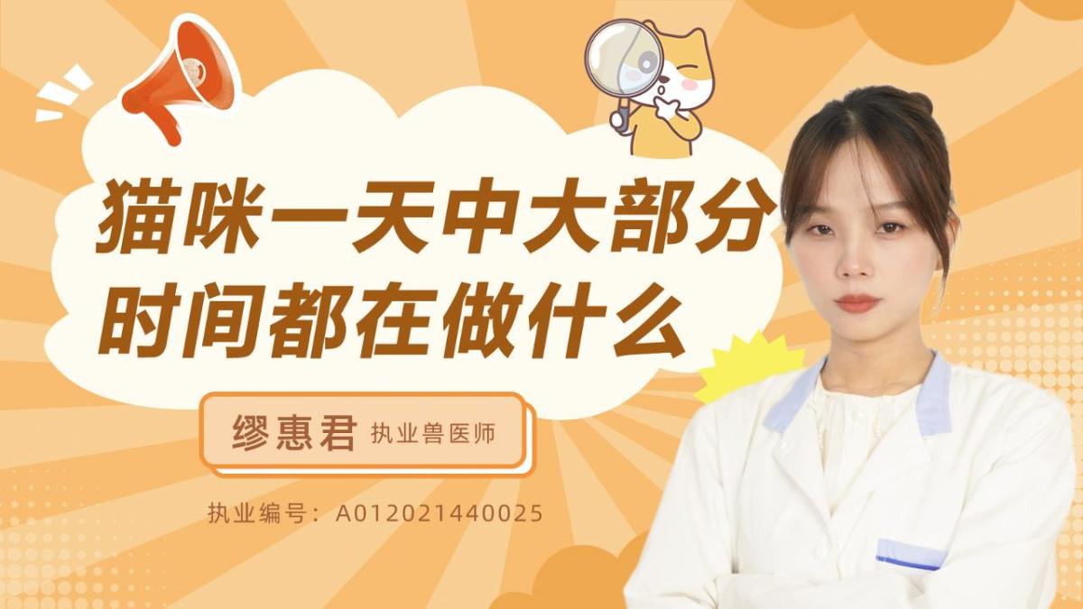 猫咪一天中大部分时间都在做什么呢？