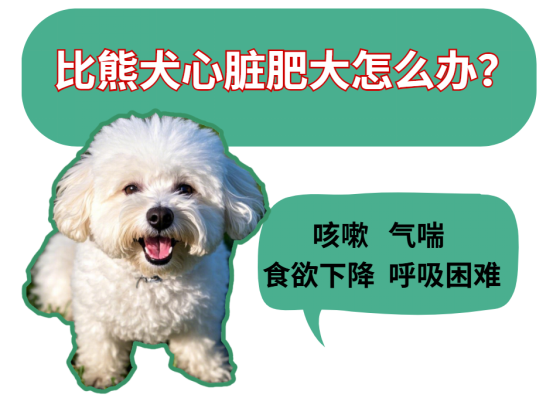 比熊犬心脏肥大怎么办？