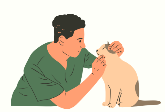 猫咪受伤了怎么办？