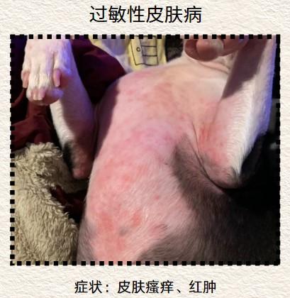 狗狗皮膚病用什麼藥？