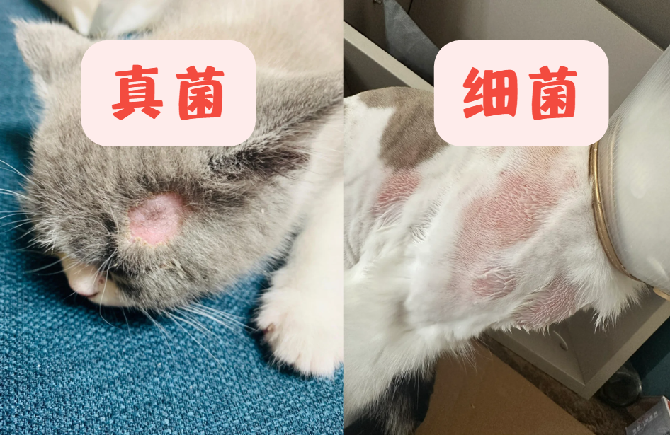 貓咪皮膚病真菌和細菌感染傻傻分不清？30s教你自測！