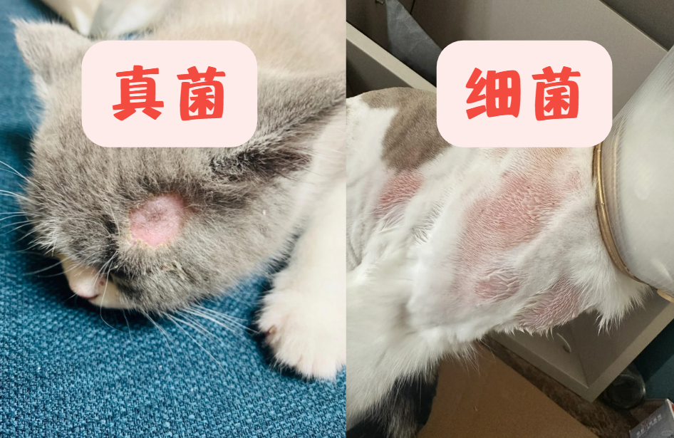 猫咪皮肤病真菌和细菌感染傻傻分不清？30s教你自测！