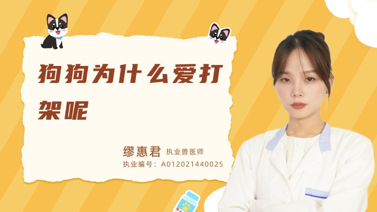 狗狗為什麼愛打架呢？