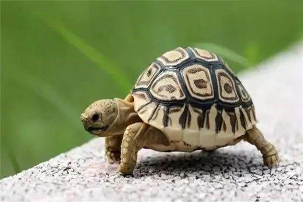 刚孵化的小乌龟吃什么？