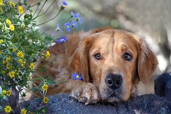 犬猫肛门腺炎狗狗肛门腺，狗狗肛门腺炎症状与治疗