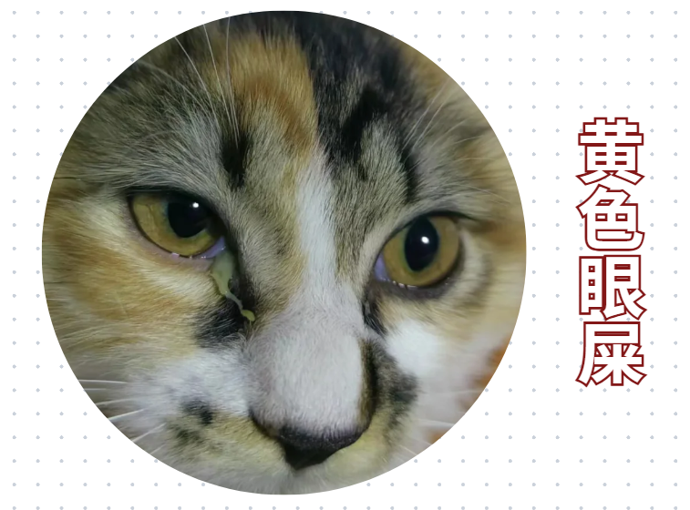 猫眼睛流脓