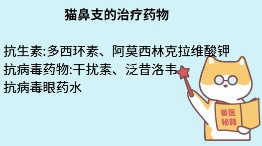 猫咪打喷嚏流鼻涕？小心是猫鼻支在作怪！