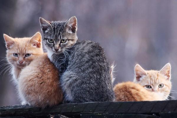 猫咪的黑下巴怎么治疗