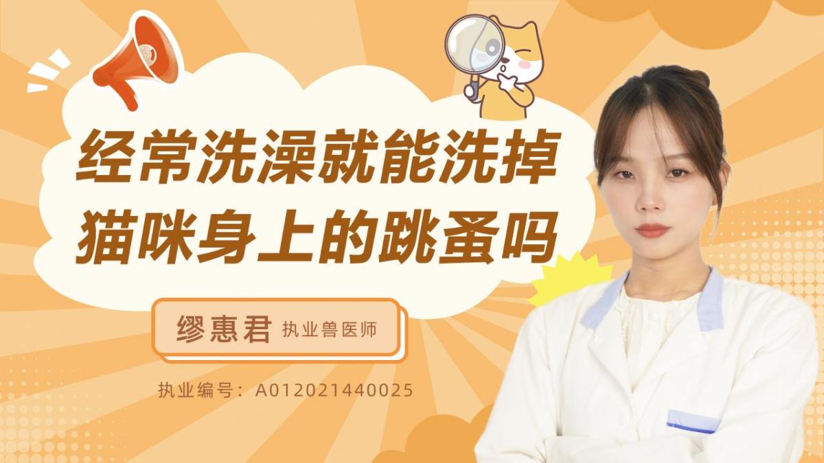 经常洗澡就能洗掉猫咪身上的跳蚤吗？