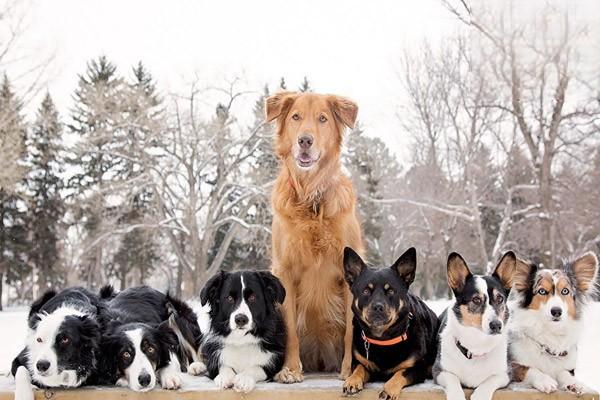 什么狗最聪明 世界犬种智商排行