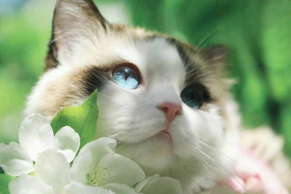 猫眼睑内翻猫眼睛疾病，猫眼睑內翻怎么办