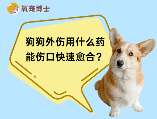狗狗外伤用什么药能伤口快速愈合