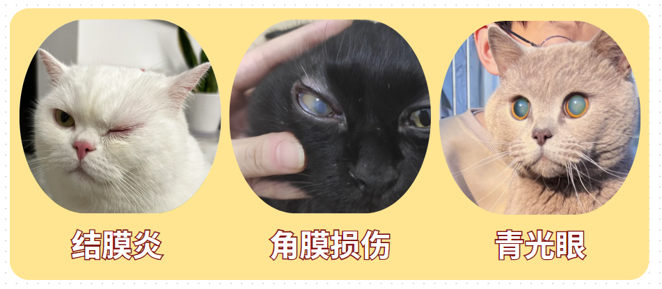 猫咪流眼泪是怎么回事？